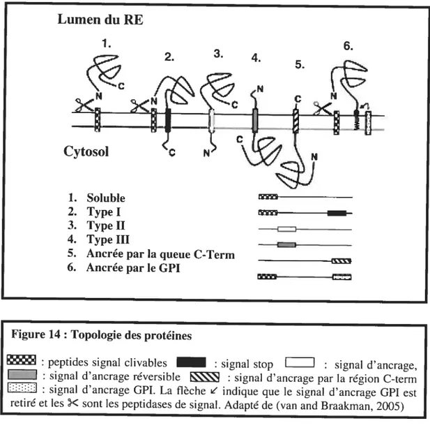 Figure 14 : Topologie des protéines