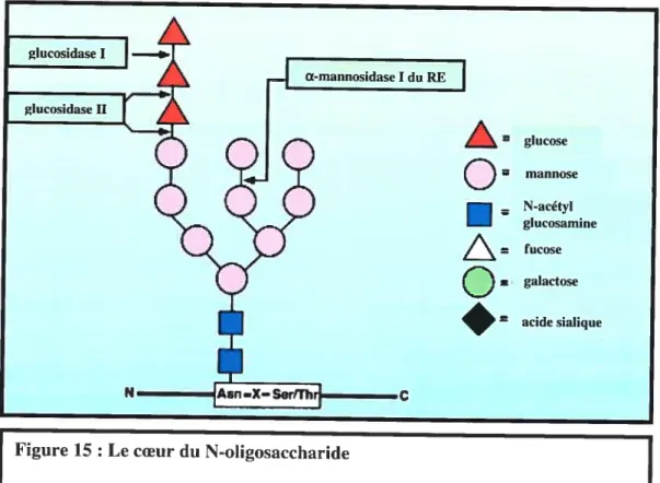 Figure 15 : Le coeur du N-oligosaccharide