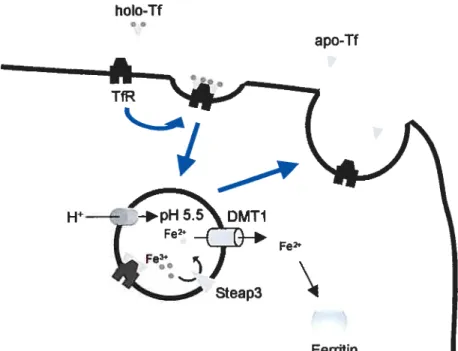 Figure 2 — TIITfR-mediated iron uptake. Holo-Transfemn (Tf) interacts