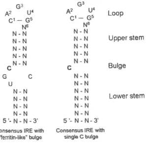 Figure 3 — Consensus IRE motif. Two forms cf iron responsive