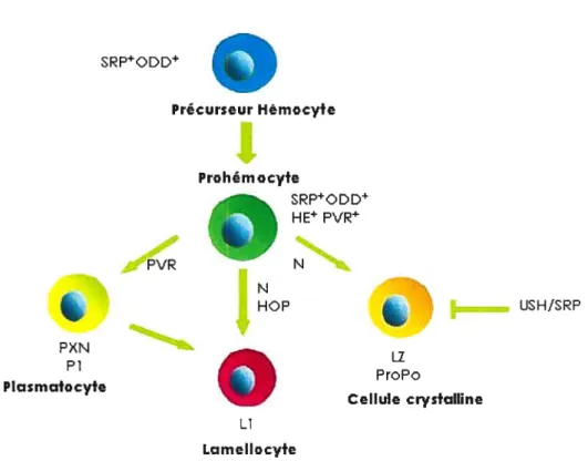 Figure 1.4 Marqueurs spécifiques aux hémocytes. Au fur et à mesure que les hémocytes deviennent matures, ils expriment des marqueurs spécifiques, tels Pi, Li et Lz qui sont spécifiques aux types cellulaires différenciés présents dans l’hémolymphe.