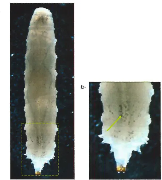 Figure 1.6 Visualisation des cellules du système hématop6iétique. Choc thermique sur les L3