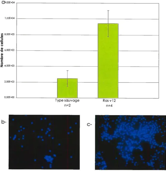 Figure 3.1 Surprolifération cellulaire induite par RASV12. a) Décompte des cellules DAPI positives à I’hémacymètre pour le type sauvage et pour l’expression Rasvl2 sous le contrôle du promoteur Cg-GAL4, on observe une augmentation de 4X par rapport au type