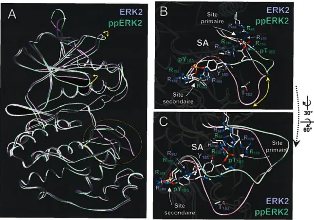 Figure 14: Mécanisme d’activation des MAPK par phosphorylation. (A) Superposition de ERK2 sous forme phosphorylée (en vert) ou non (en violet)