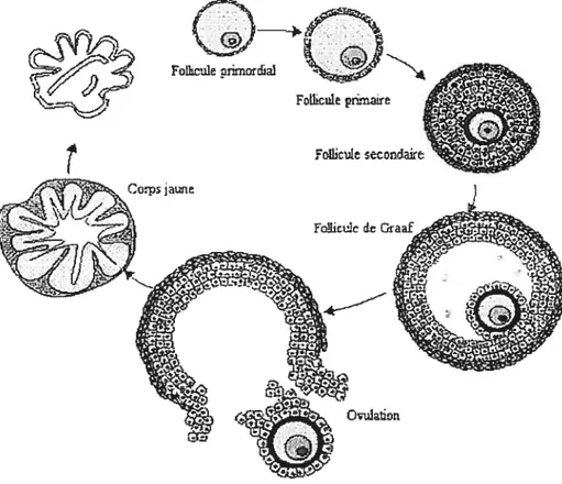 figure 1. Schéma des différents types de follicules ovariens.
