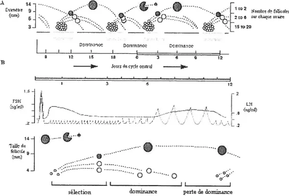 Figure 2. Représentation des vagues folliculaires au cours du cycle oestral chez