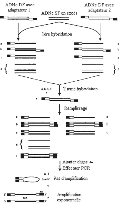 Figure 3. Schéma représentant les étapes de la technique SSH.