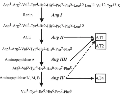 Figure 3-1. Cascade of enzymatic reactions of the renin-angiotensin system