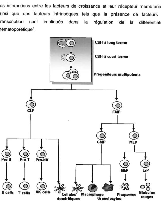 Figure 1.1 Représentation schématique de la hiérarchie hématopoïétique Adapté de Reya T