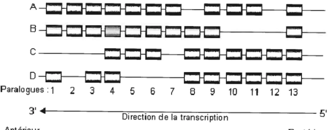Figure 1.3 Représentation schématique de l’organisation chromosomique des gènes Hox de mammifères