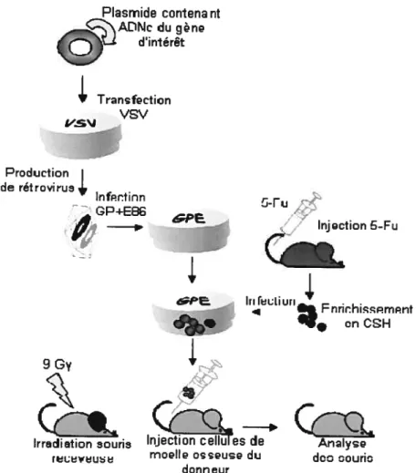Figure 1.4 Représentation de la stratégie de transfert de gène par l’intermédiaire de vecteurs rétroviraux