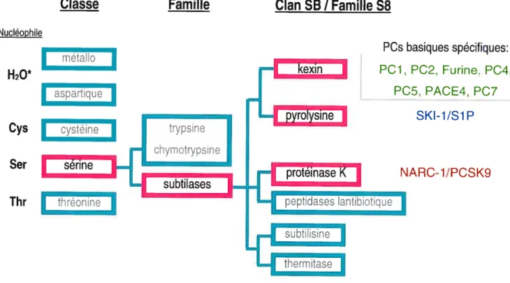 Figure 1: Arbre phylogénique des convertases de proprotéines basé sur l’alignement des domaines catalytiques.