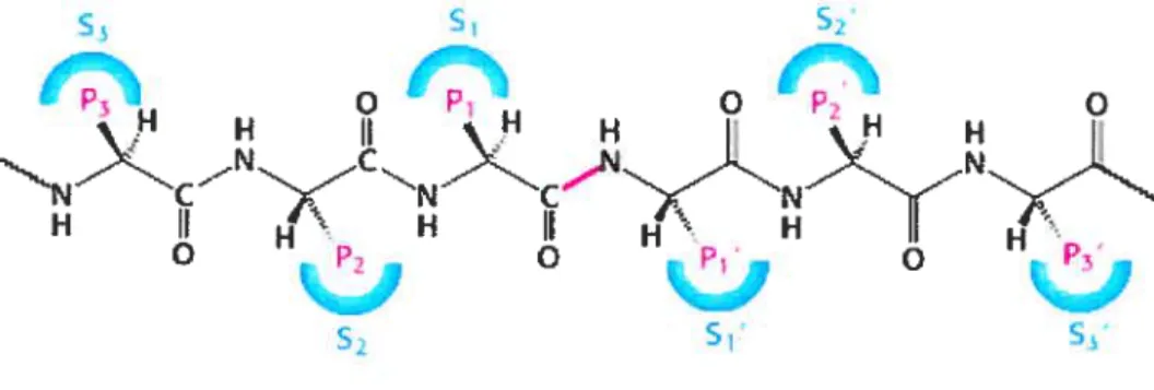 Figure 2: Nomenclature des résidus impliqués dans la coupure de molécules précurseurs par les convertases de proprotéines