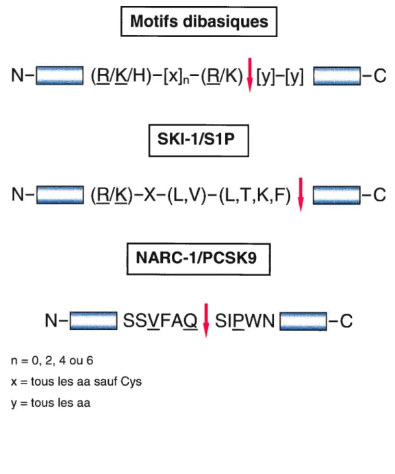 Figure 3 Spécificité de coupure des convertases de proprotéines