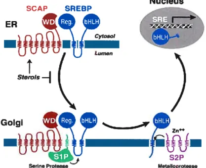 Figure 5 Cascade d’activation des SREBPs par SKI-7/SJP et S2P