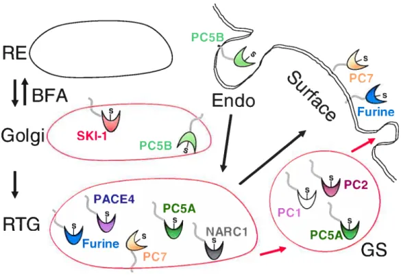 Figure 6: Localisation cellulaire des convertases de proprotéines. RE: réticulum endoplasmique; BFA: Brefeldin A; RTG: réseau trans-golgien; Endo: endosomes; GS: granules de sécretion.