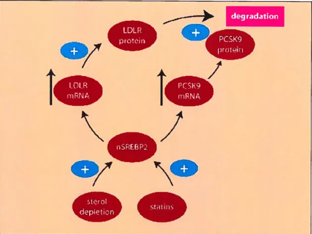 Figure 7 : Régulation post-traductionnelle du LDLR par NARC-1/PCSK9LDLprotein.7 degradationIPCSK9prctehWIRmRNA/tPC51(9mRNAn’pnSREBP2/.7steroldepletionStdLifl n