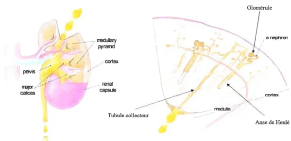 Figure 1-2: La structure du rein mature
