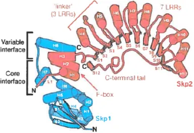 Figure 1-5: La structure du domaine LRR