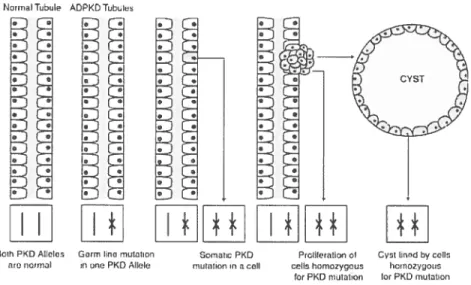 figure 1-7: La théorie du deuxième hit