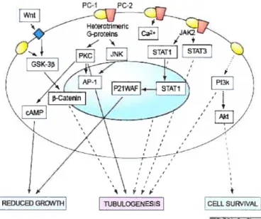 figure 1-8: Les voies de signalisation régulées par la polycystine-1