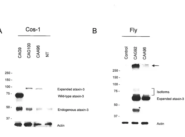 figure 2.4 Expression ofataxin-3 protein from (A) lysates oftransiently transfected Cos-l ceils and (B) fly beaU extracts