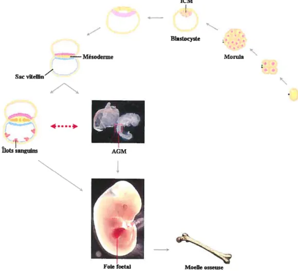 Figure W L’origine du système hématopoïétique