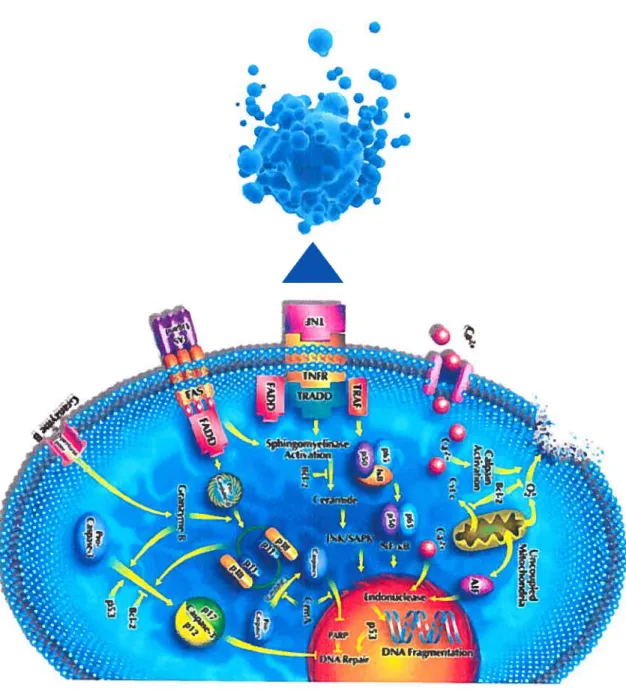 Figure V L’apoptose