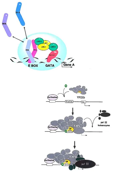 Figure IX Le complexe SCL comme activateur transcriplionnel