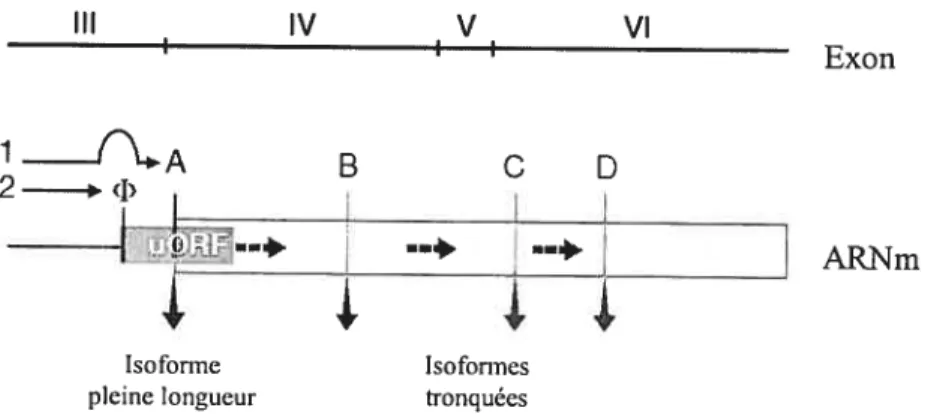 Figure X Structure de la gène et de l’ARNm de SCL