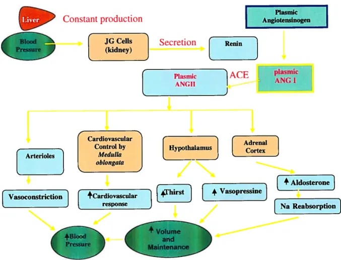 Figure 1. The renin angiotensin system (RAA)