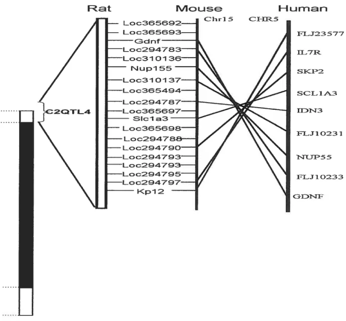 Figure 4- Homology map between the mouse, rat and human.