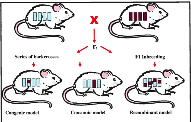 Figure 5 — Genetic tools using the rat