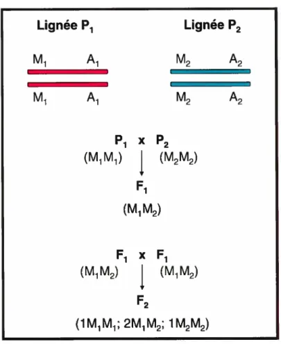 figure 6- Co-segregation during linkage study