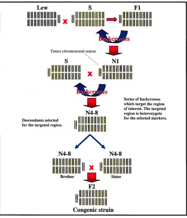 Figure 7- Schematic representation of the construction of congenic strains.
