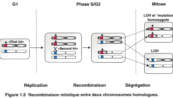 Figure 1 5 Recombinaison mitotique entre deux chromosomes homologues.