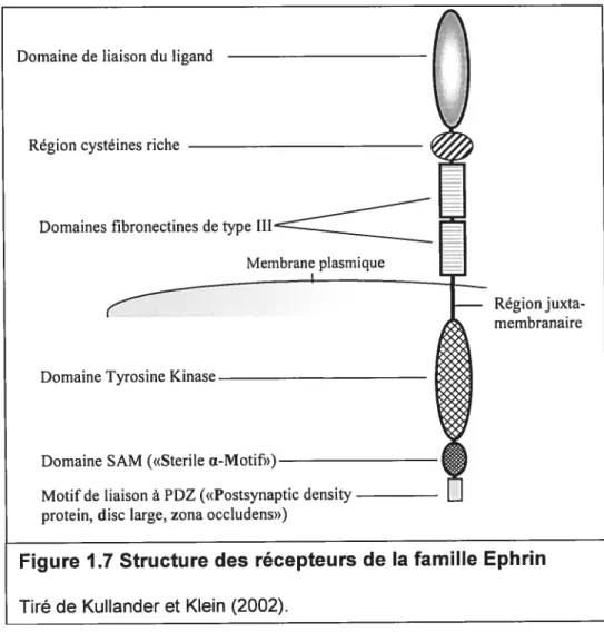 Figure 1.7 Structure des récepteurs de la famille Ephrin Tiré de Kullander et Klein (2002).