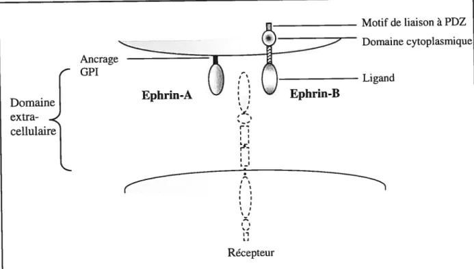 Figure 1.8 Structure des lïgands de la famille Ephrin (classes A et B). Tiré de Kullander et Klein (2002).