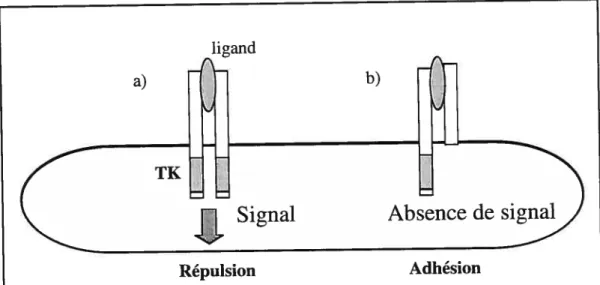 Figure 7.9 Mécanisme d’adhésion du récepteur EphAZ.