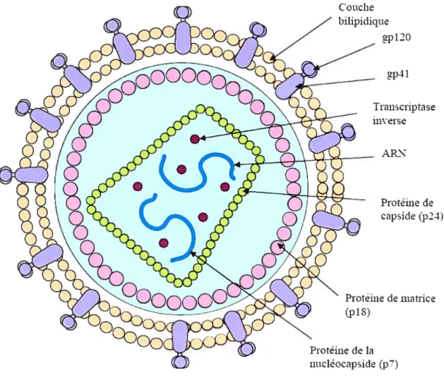 figure 1: Représentation schématique de la particule virale du VIH- 1.
