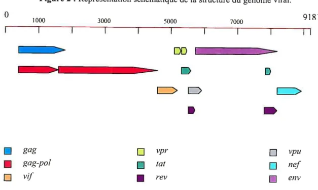 Figure 2 t Représentation schématique de la structure du génome viral. o 1000 3000 5000 9181 7000 I I I I I I I I I I I DD____ gag Q vpr Q vpu