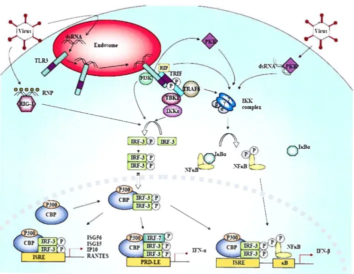 Figure 3 L’induction de l’IFN par les virus.