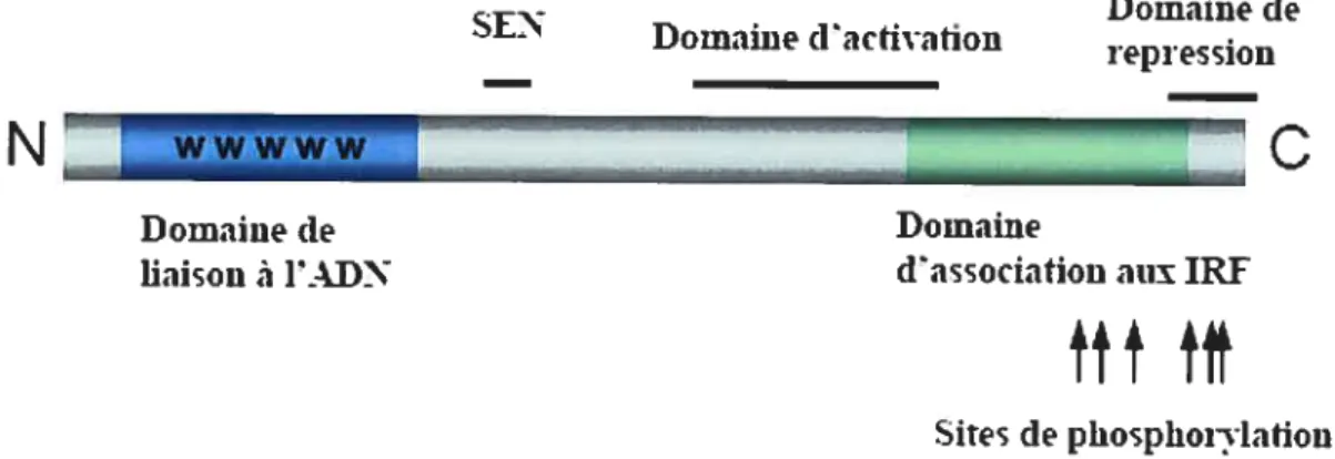 Figure 5: Structure de base des IRF.