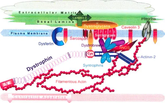 Figure 2. Schematc diagram cf dystrochin and other proteins al Ihe muscle plasma membrane