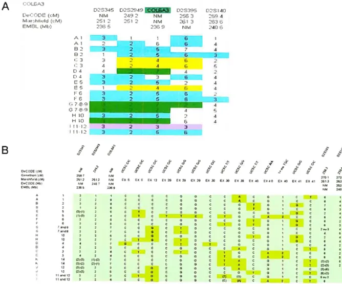 Figure 5: Résultats de génolypage du gène 00L6A3. Â) Haplolype avec