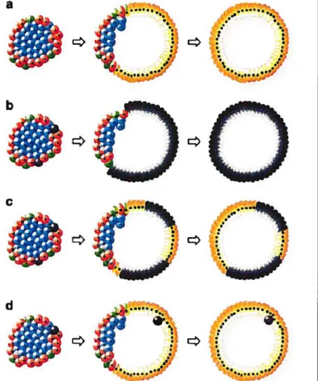 Figure 1: Mécanismes proposés du passage de la structure tridimensionnelle et fixe des îlots à une monocouche de cellules en division.