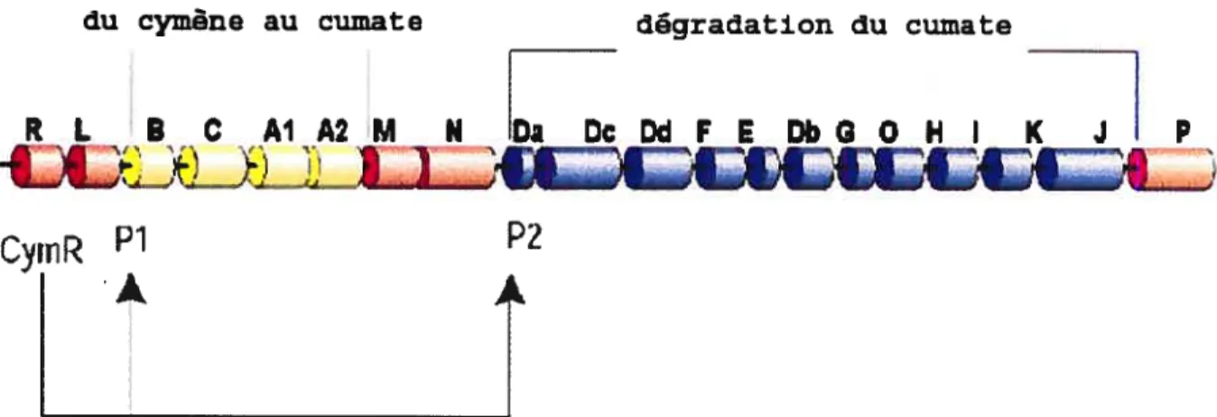 Figure 2: Schématisation des opérons p-cymène et cml de la bactérie Pseudomonasputida Fi.