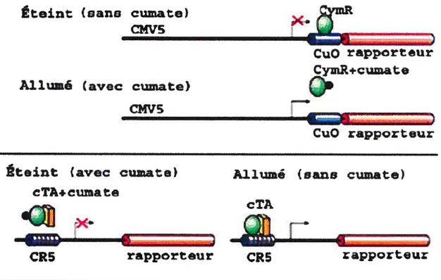 Figure 3 Configuration de type répresseur et activateur du système cumate