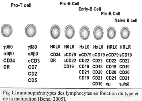 Fig 1 .Irnmunophénotypes des lymphocytes en fonction du type et de la maturation [Bene, 2005].