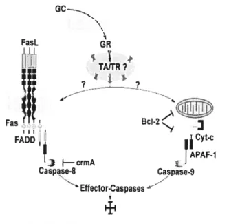 Fig. 2 Possibles voies de transactivation (TA) ou transrépression (TR) des GCs induisant la mort cellulaire par apoptose [Kofler